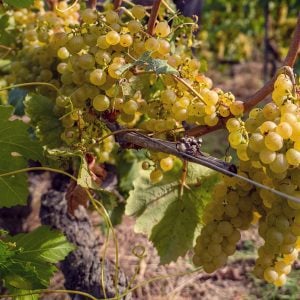 English wine vineyard