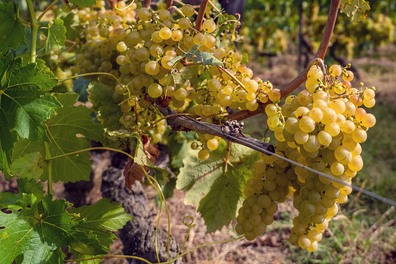 English wine vineyard