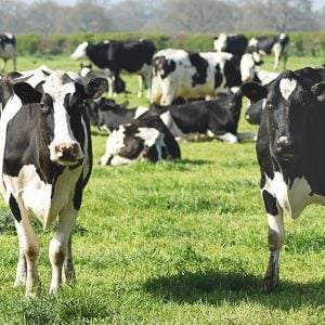 Cows in field