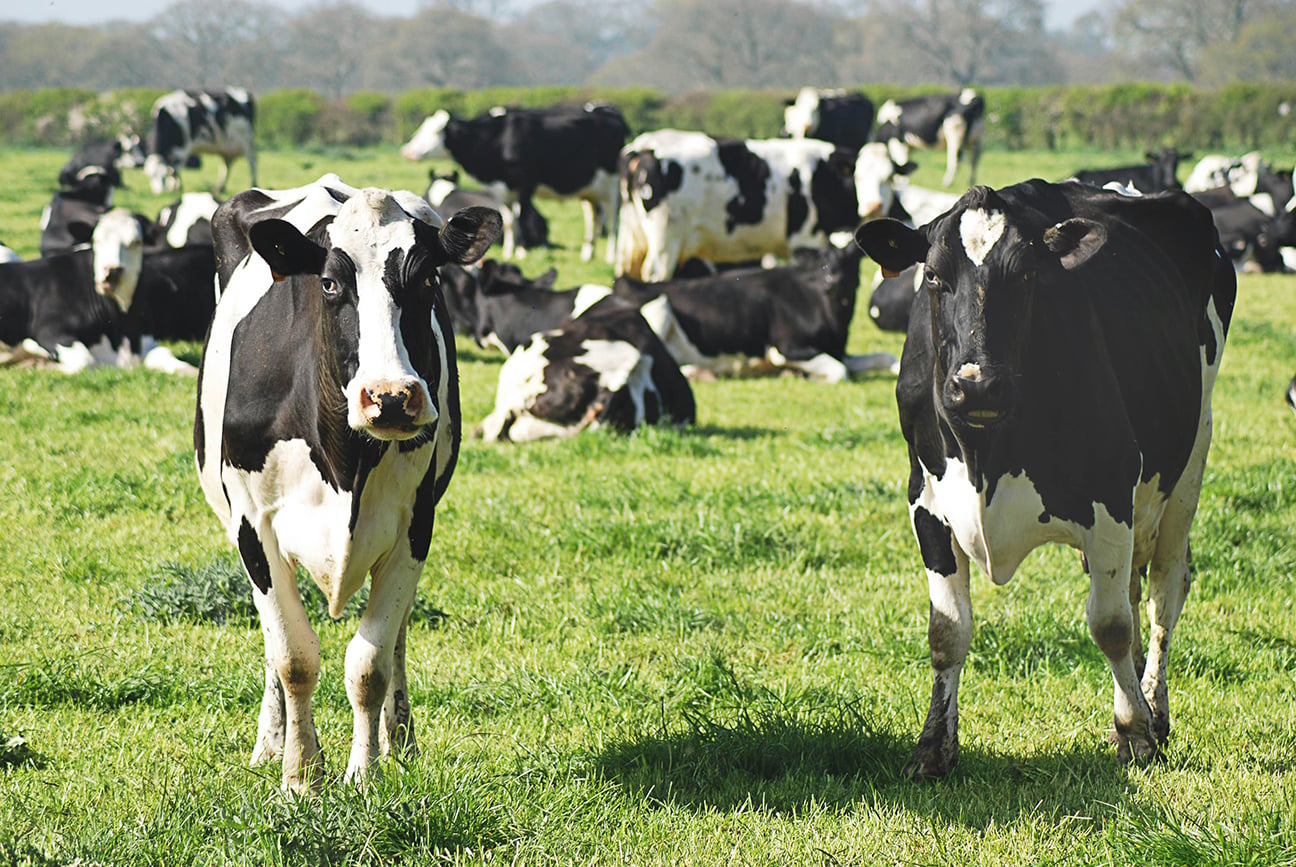 Cows in field