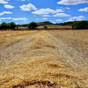 Field drought - natanael-laguna-unsplash