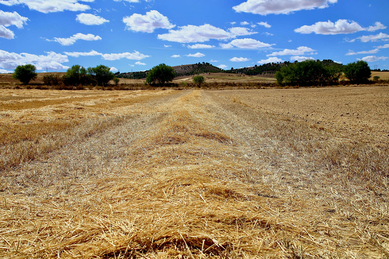 Field drought - natanael-laguna-unsplash